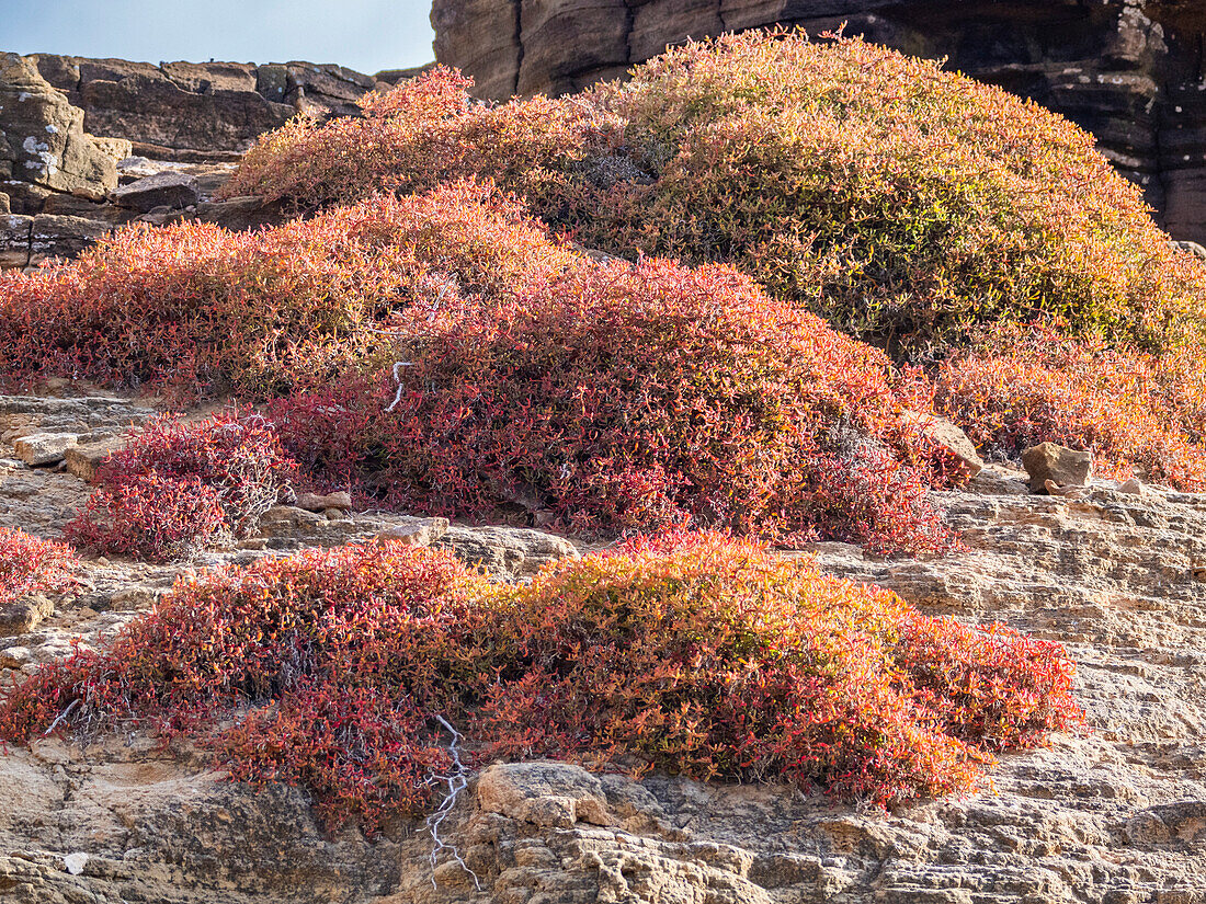 Galapagos-Teppich (Sesuvium edmonstonei), Punta Pitt, Insel San Cristobal, Galapagos, UNESCO-Weltnaturerbe, Ecuador, Südamerika