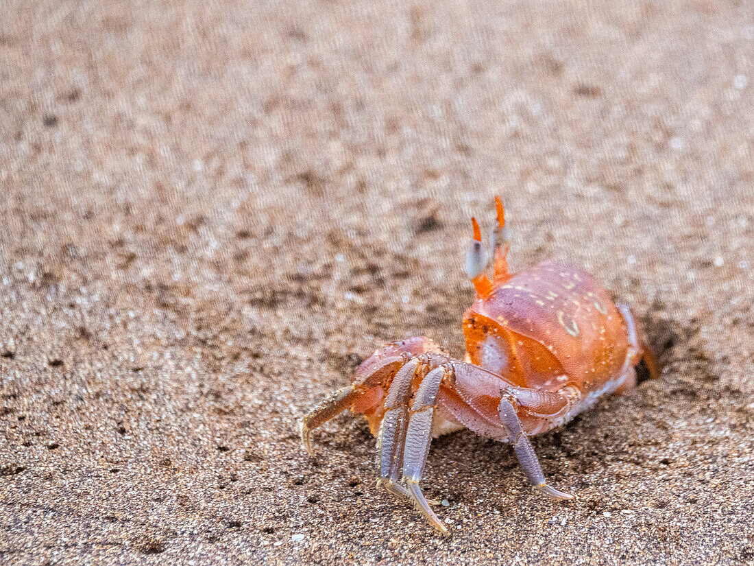 Eine ausgewachsene Geisterkrabbe (Ocypode guadichaudii), Buccaneer Cove, Insel Santiago, Galapagos, UNESCO-Weltnaturerbe, Ecuador, Südamerika