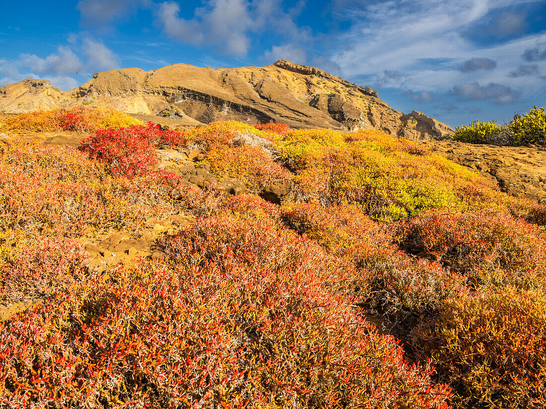 Galapagos-Teppich (Sesuvium edmonstonei), Punta Pitt, Insel San Cristobal, Galapagos, UNESCO-Weltnaturerbe, Ecuador, Südamerika