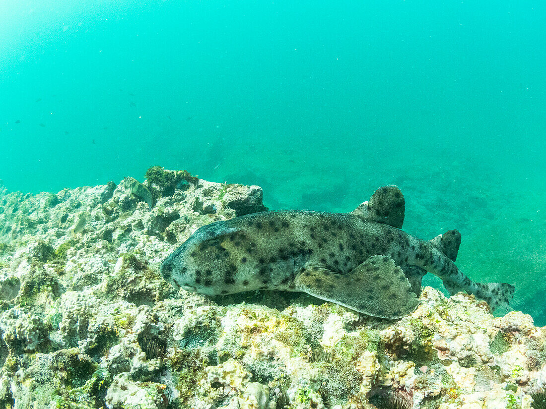 Ein ausgewachsener Galapagos-Stierkopfhai (Heterodontus quoyi), Buccaneer Cove, Insel Santiago, Galapagos, UNESCO-Welterbestätte, Ecuador, Südamerika