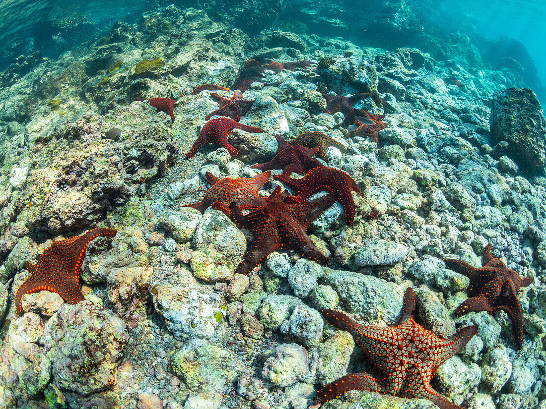 Panamakissenstern (Pentaceratser cumingi), in einem Gestrüpp auf der Insel Fernandina, Galapagos-Teppich (Sesuvium edmonstonei), Punta Pitt, Insel San Cristobal, Galapagos, UNESCO-Welterbe, Ecuador, Südamerika