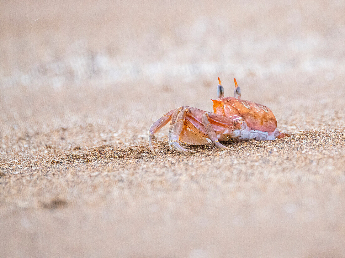 An adult painted ghost crab (Ocypode guadichaudii), Buccaneer Cove, Santiago Island, Galapagos, UNESCO World Heritage Site, Ecuador, South America