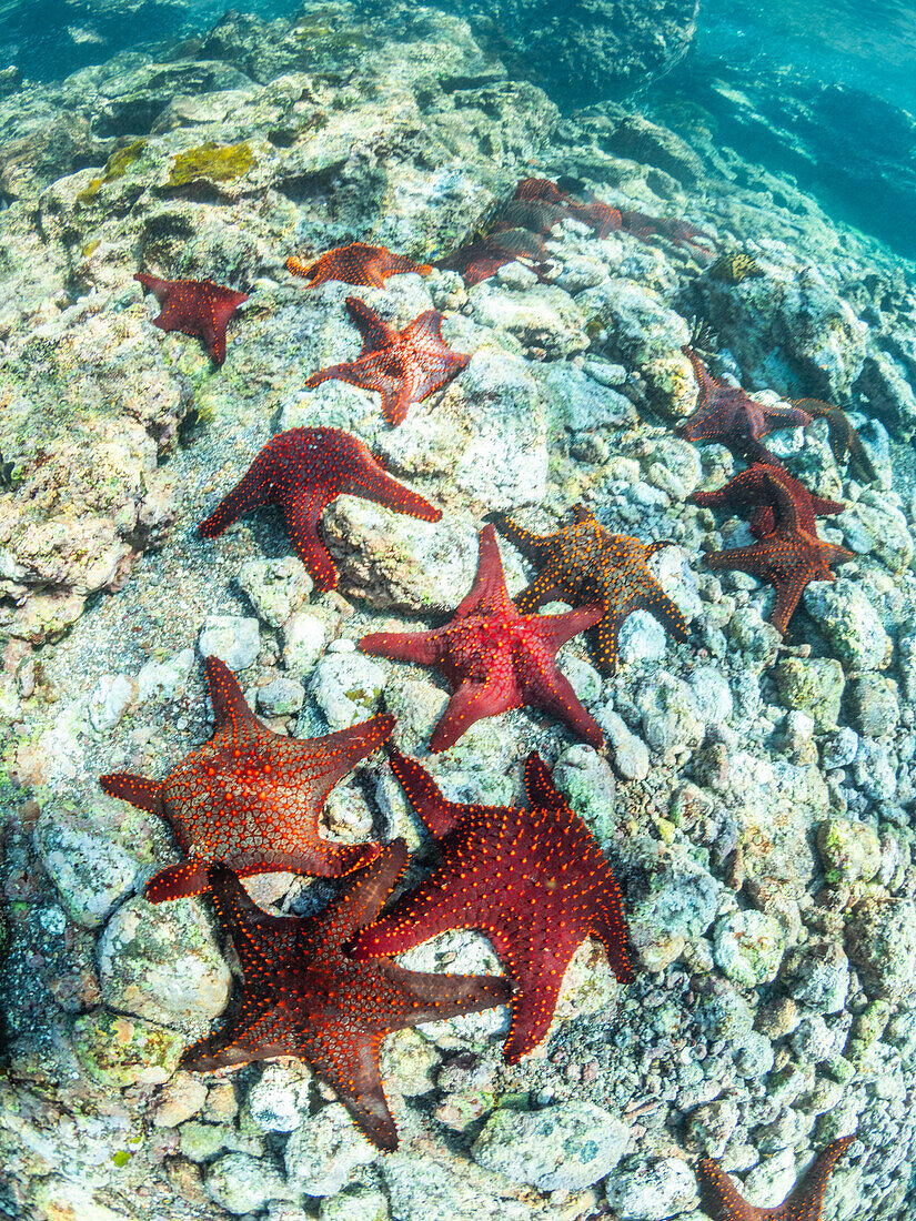 Panamic cushion star (Pentaceratser cumingi), in a scrum on Fernandina Island, Galapagos Islands, UNESCO World Heritage Site, Ecuador, South America