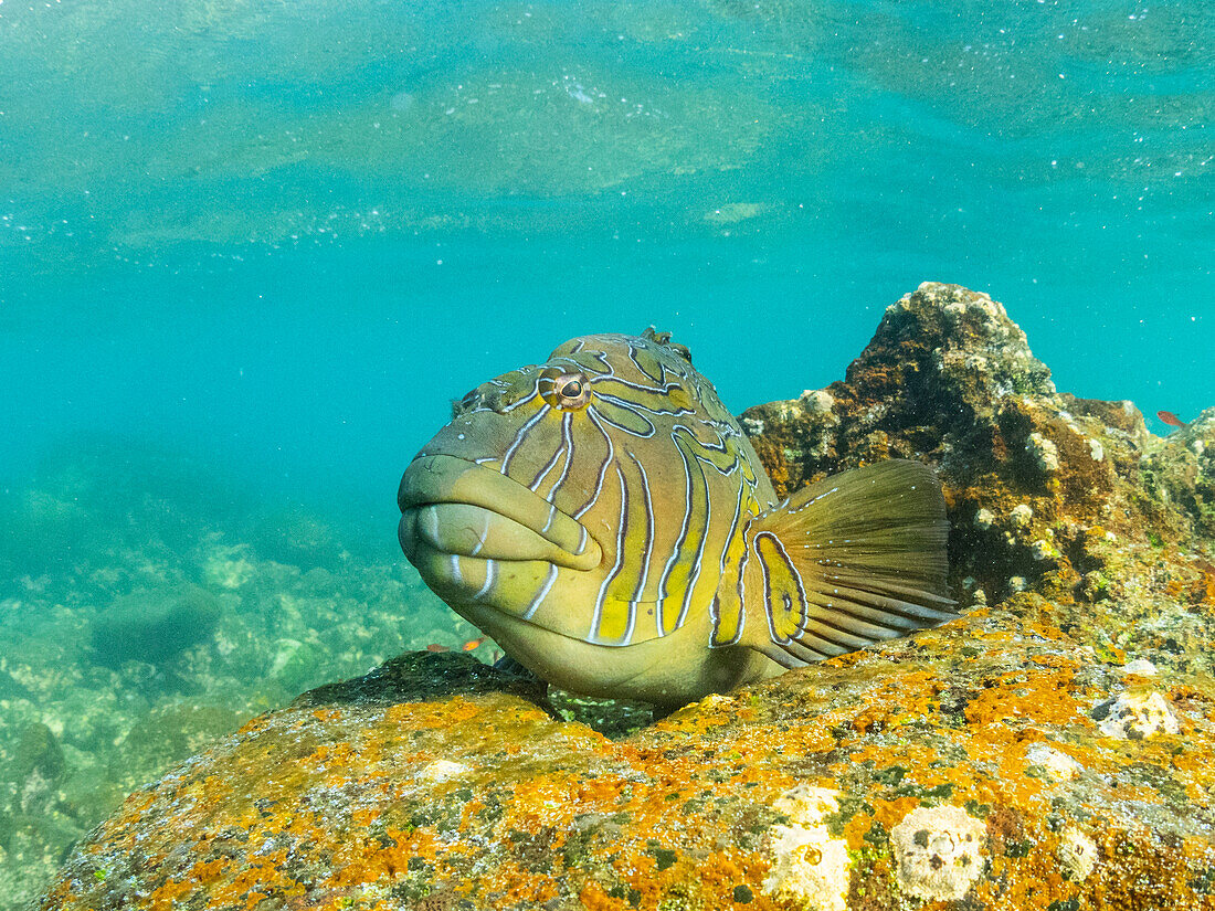 Ein ausgewachsener Riesenbuntbarsch (Cirrhitus rivulatus), am Riff in der Buccaneer Cove, Insel Santiago, Galapagos-Inseln, UNESCO-Welterbe, Ecuador, Südamerika