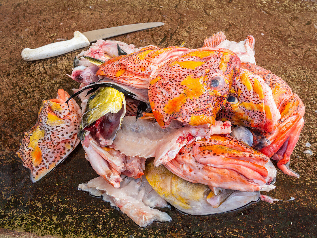 Pile of fish heads at the fish market in Puerto Azorra, Santa Cruz Island, Galapagos Islands, UNESCO World Heritage Site, Ecuador, South America