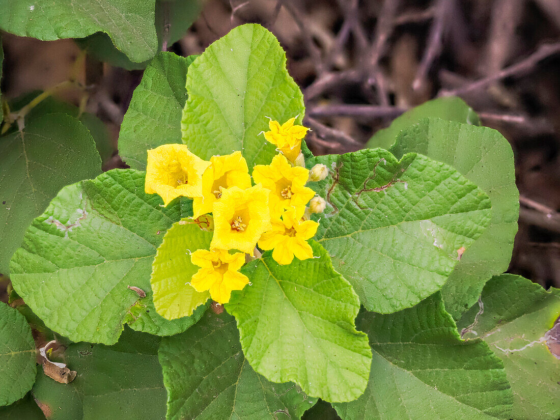 Yellow cordia (Cordia lutea), Urbina Bay, Santiago Island, Galapagos Islands, UNESCO World Heritage Site, Ecuador, South America