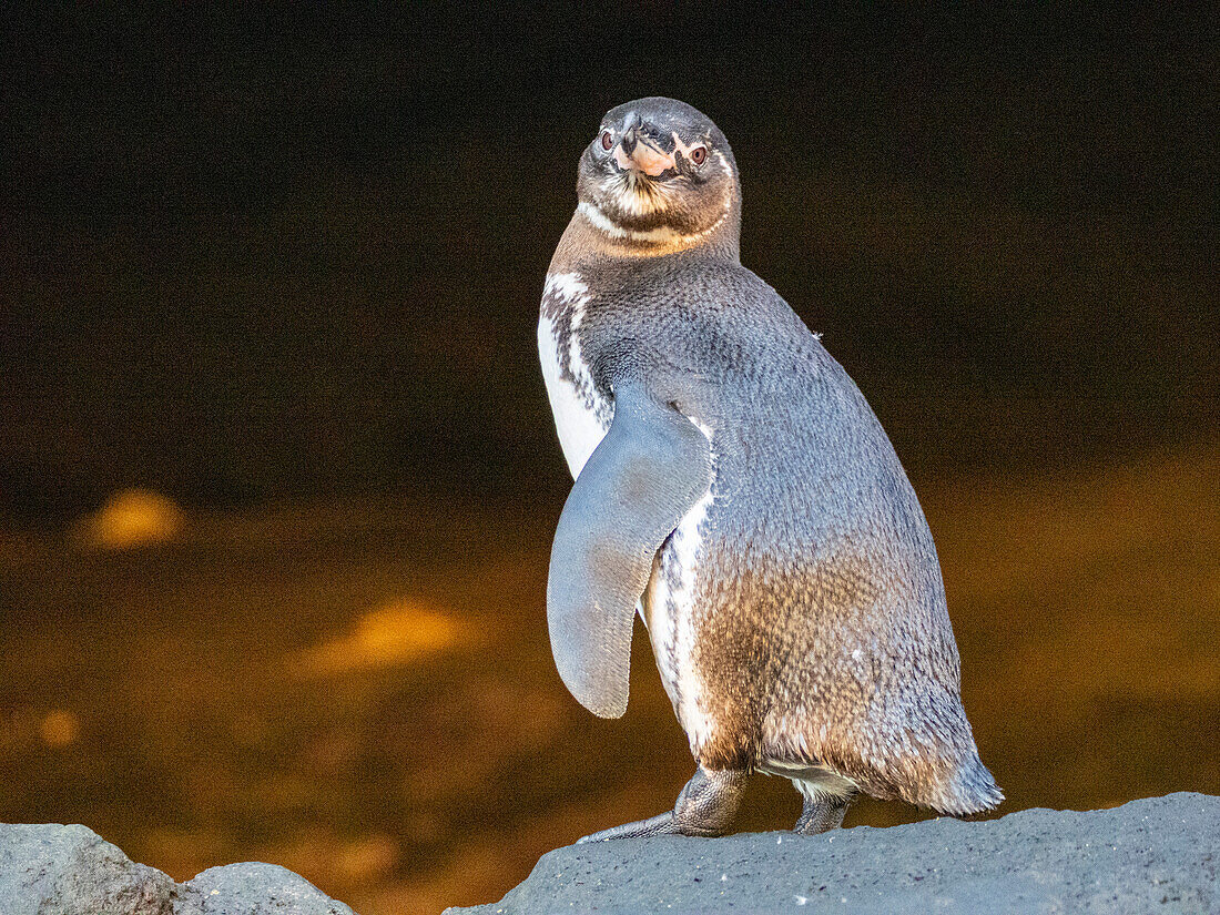 An adult Galapagos penguin (Spheniscus mendiculus), on the rocks in Urbina Bay, Galapagos Islands, UNESCO World Heritage Site, Ecuador, South America