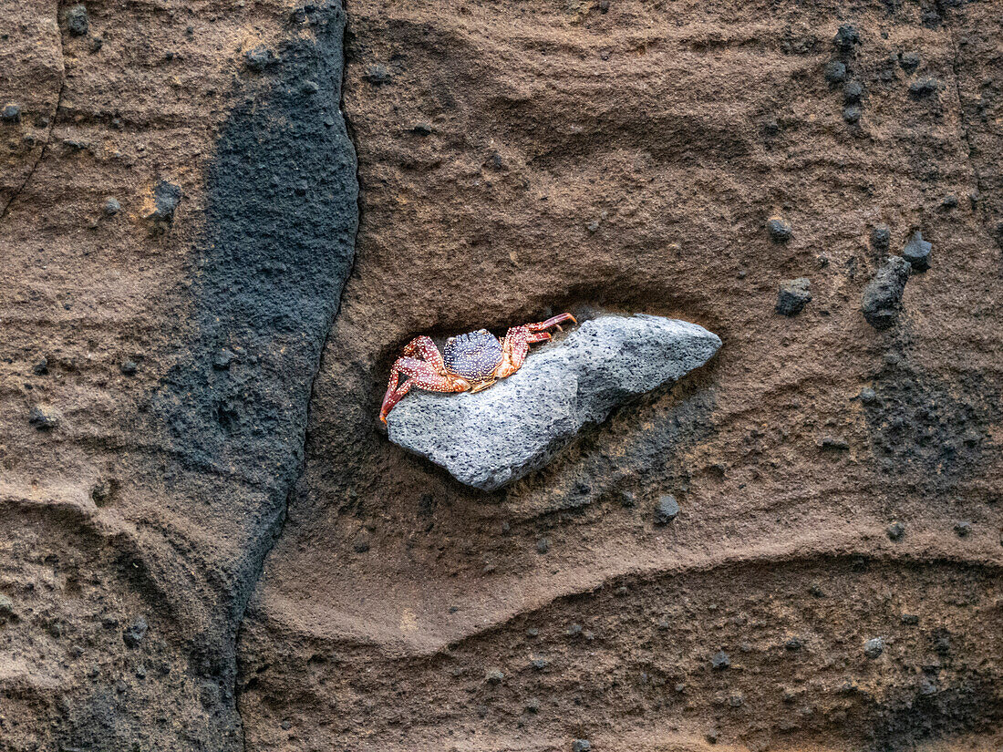 Ein Sally-Leichtfuß mausert sich auf einer pyroklastischen Bombe im Eruptionstuff auf der Insel Isabela, Galapagos-Inseln, UNESCO-Weltnaturerbe, Ecuador, Südamerika