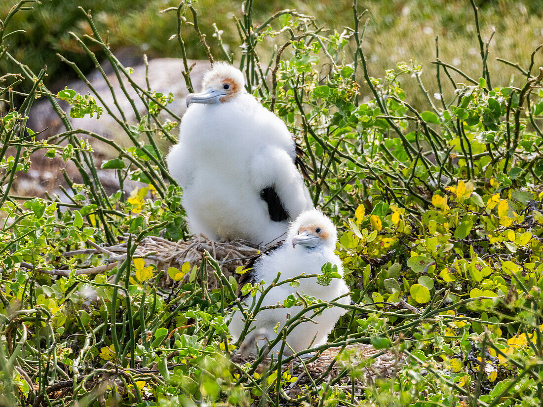 Küken des Großen Fregattvogels (Fregata minor) auf dem Nest auf der Nord-Seymour-Insel, Galapagos-Inseln, UNESCO-Welterbe, Ecuador, Südamerika