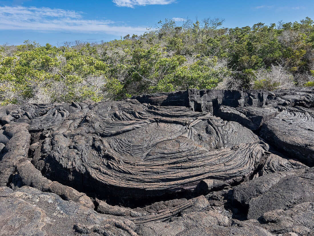 Pahoehoe-Lava auf der jüngsten Insel der Galapagos-Inseln, Fernandina Island, Galapagos-Inseln, UNESCO-Weltnaturerbe, Ecuador, Südamerika