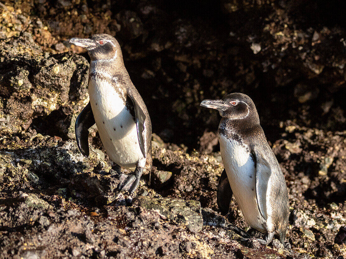 Ein Paar erwachsener Galapagos-Pinguine (Spheniscus mendiculus), auf den Felsen in der Urbina-Bucht, Galapagos-Inseln, UNESCO-Welterbe, Ecuador, Südamerika