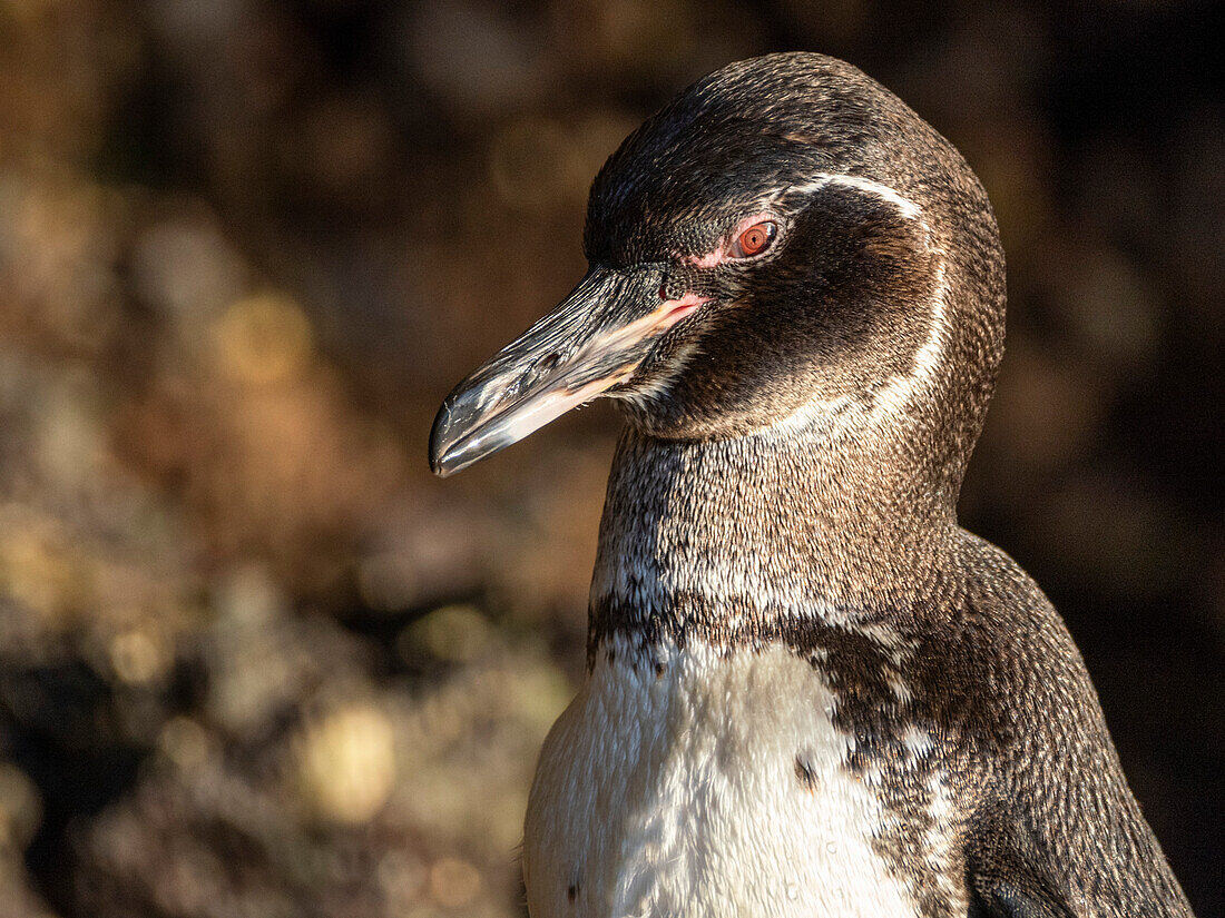 Ein erwachsener Galapagos-Pinguin (Spheniscus mendiculus), auf den Felsen in der Bucht von Urbina, Galapagos-Inseln, UNESCO-Welterbe, Ecuador, Südamerika