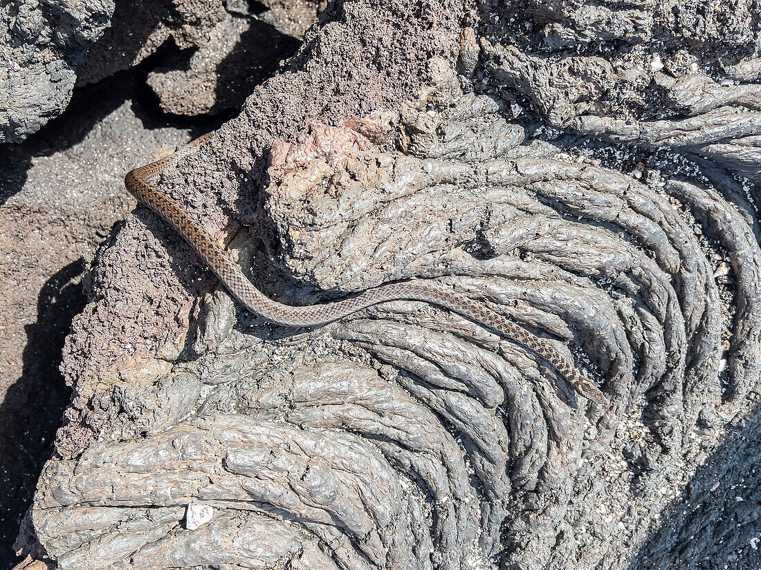 An adult Galapagos racer (Pseudalsophis biserialis), on pahoehoe lava on Fernandina Island, Galapagos Islands, UNESCO World Heritage Site, Ecuador, South America