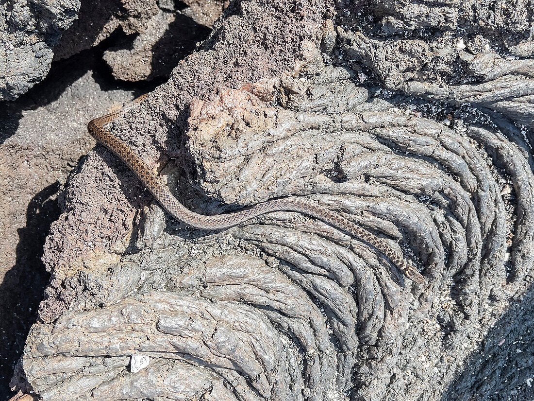 Ein ausgewachsener Galapagos-Rennläufer (Pseudalsophis biserialis), auf Pahoehoe-Lava auf der Insel Fernandina, Galapagos-Inseln, UNESCO-Welterbe, Ecuador, Südamerika