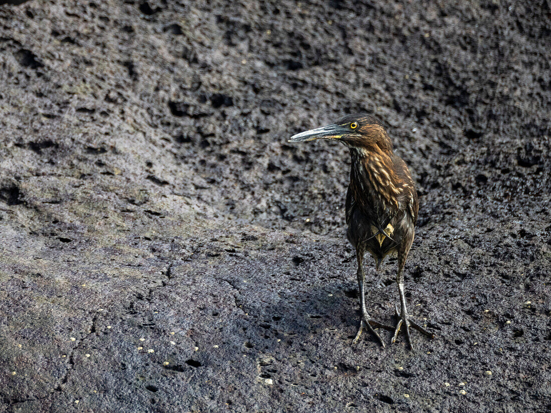 An adult Striated Heron (Butorides striata), on a rock in Buccaneer Cove, Santiago Island, Galapagos Islands, UNESCO World Heritage Site, Ecuador, South America