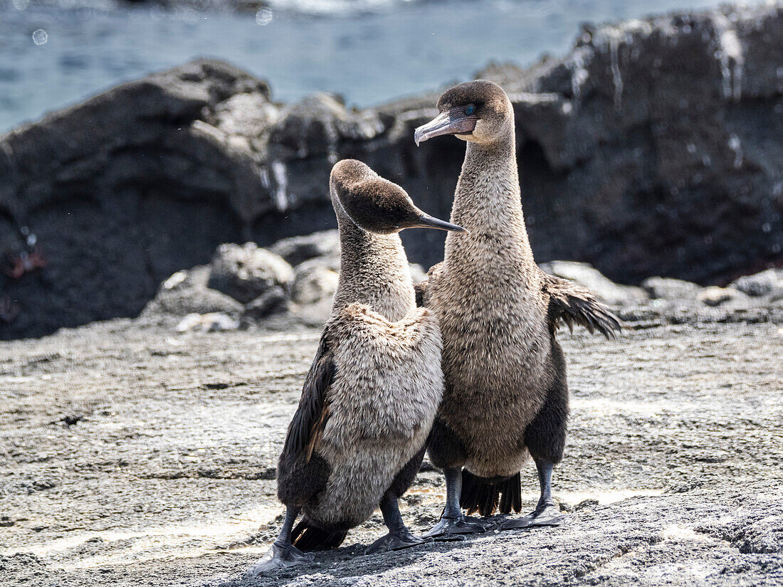 Adult pair of courting flightless cormorants (Nannopterum harris), Fernandina Island, Galapagos Islands, UNESCO World Heritage Site, Ecuador, South America