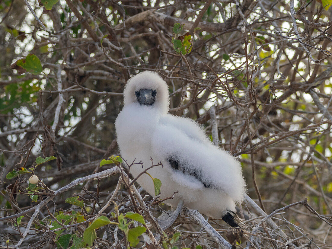 A red-footed booby (Sula sula) chick in a tree at Punta Pitt, San Cristobal Island, Galapagos Islands, UNESCO World Heritage Site, Ecuador, South America