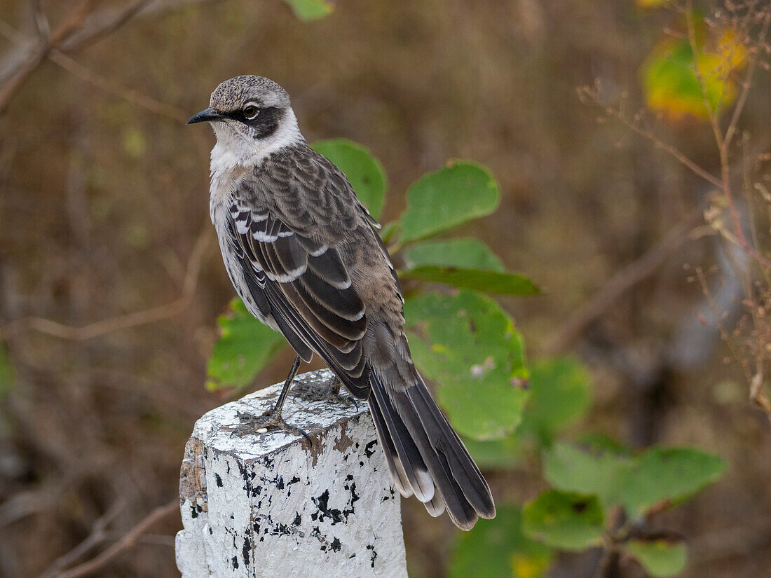 Adult Galapagos mockingbird (Mimus parvulus), in Urbina Bay, Isabela Island, Galapagos Islands, UNESCO World Heritage Site, Ecuador, South America