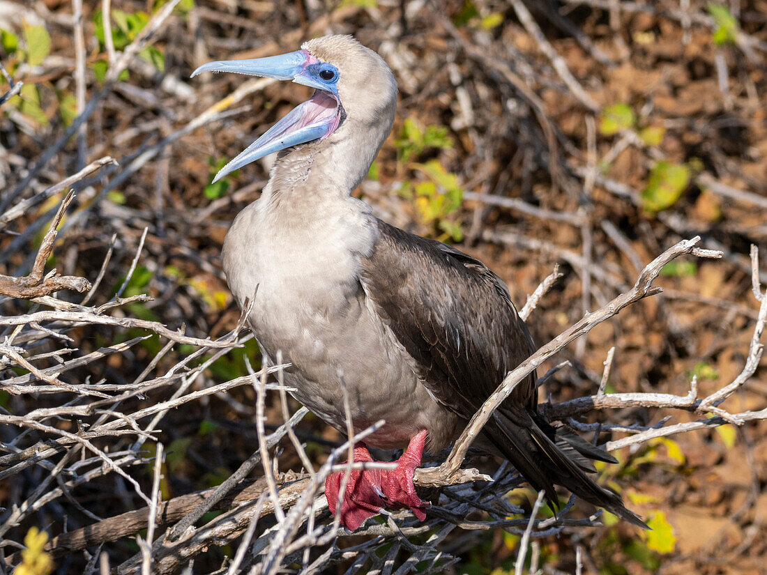 An adult red-footed booby (Sula sula), at Punta Pitt, San Cristobal Island, Galapagos Islands, UNESCO World Heritage Site, Ecuador, South America