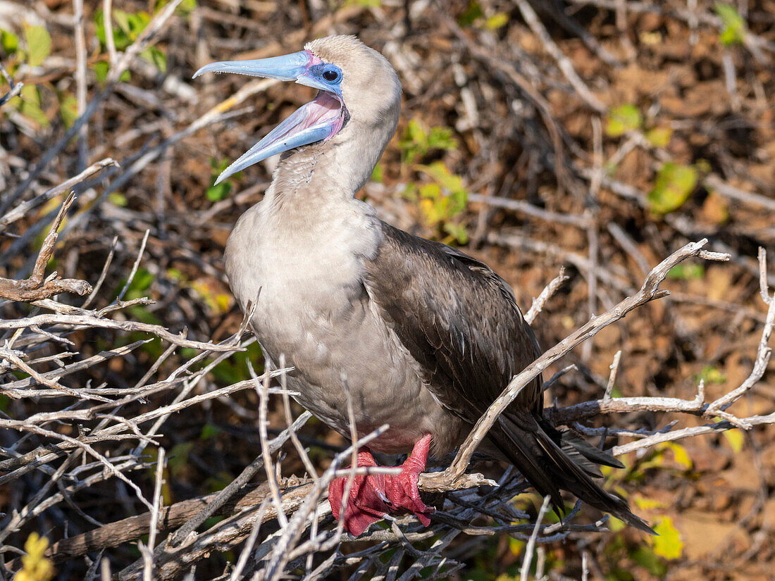 Ein erwachsener Rotfußtölpel (Sula sula), bei Punta Pitt, San Cristobal Insel, Galapagos Inseln, UNESCO Weltnaturerbe, Ecuador, Südamerika