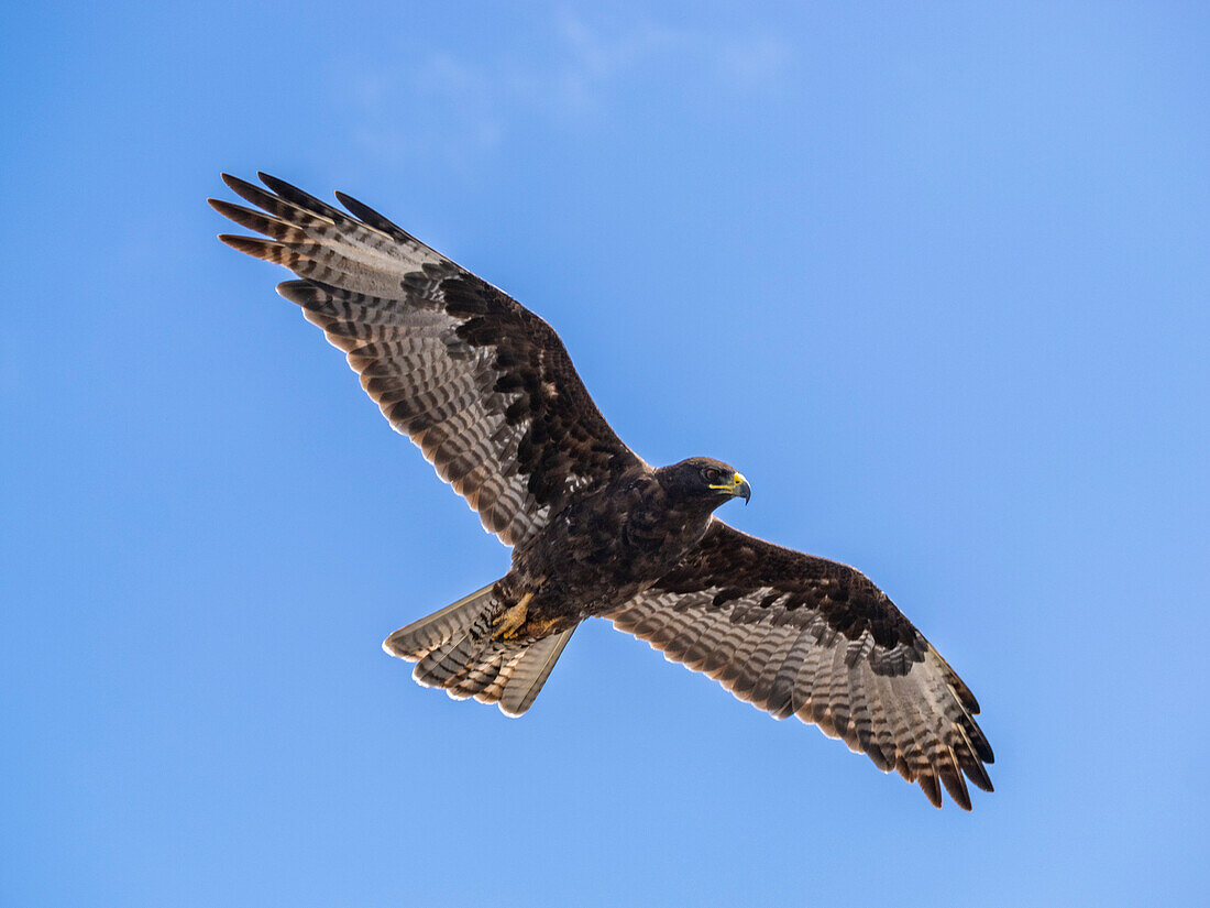 Adult Galapagos hawk (Buteo galapagoensis), on Fernandina Island, Galapagos Islands, UNESCO World Heritage Site, Ecuador, South America