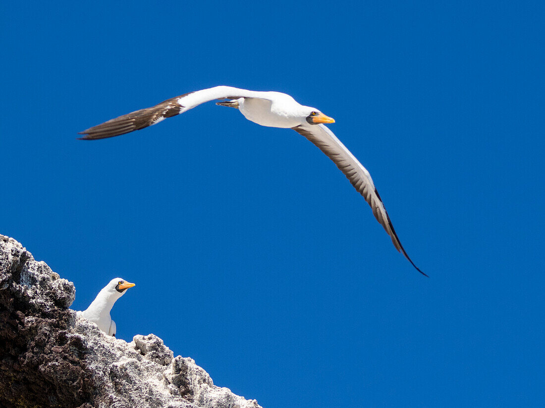 An adult Nazca Booby (Sula granti), in flight in Buccaneer Cove, Santiago Island, Galapagos Islands, UNESCO World Heritage Site, Ecuador, South America