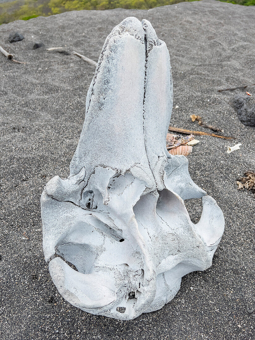 Schädel eines Kurzflossen-Grindwals (Globicephala Macrorhynchus), Urbina Beach, Insel Isabela, Galapagos-Inseln, UNESCO-Weltnaturerbe, Ecuador, Südamerika