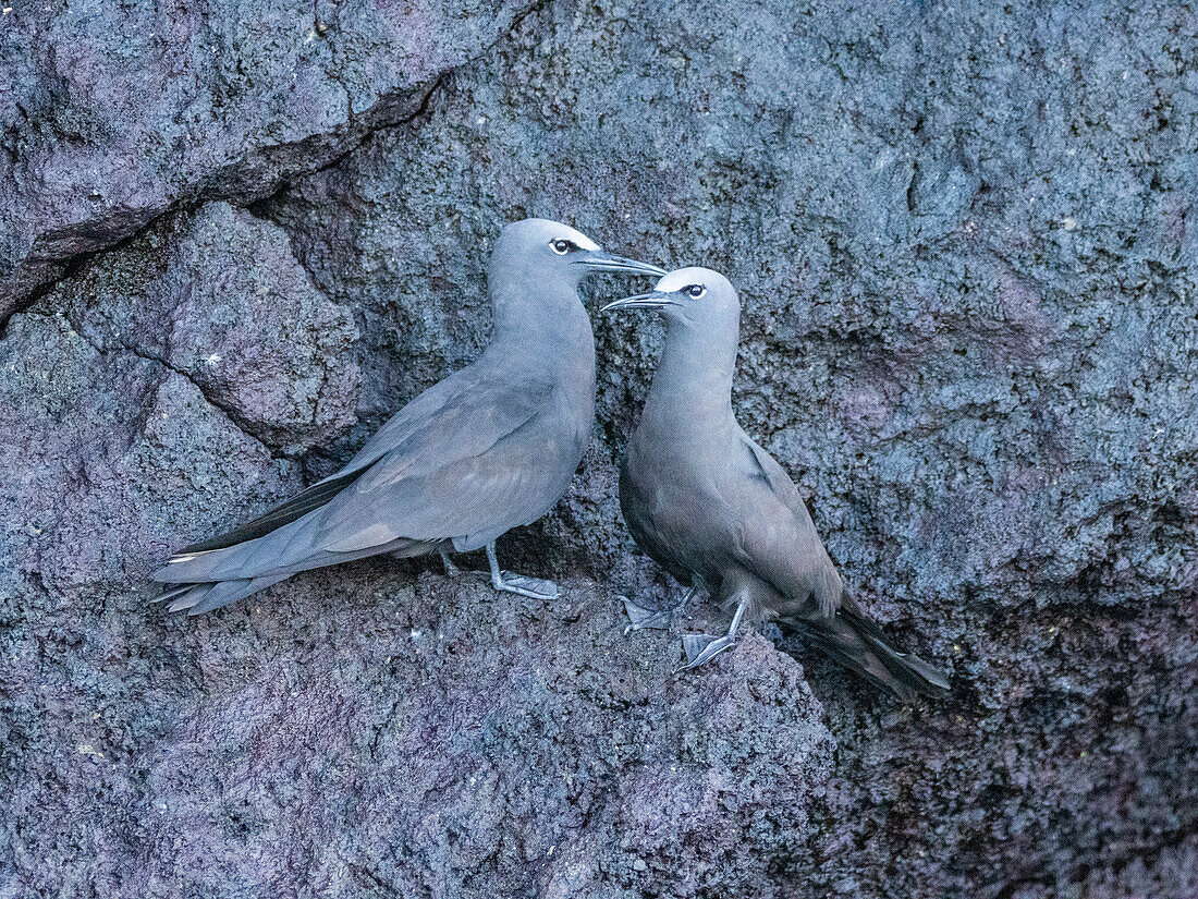 A pair of adult brown noddies (Anous stolidus), on rocky outcropping on Isabela Island, Galapagos Islands, UNESCO World Heritage Site, Ecuador, South America