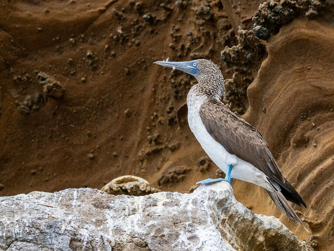 Adult blue-footed booby (Sula nebouxii) on rocky outcropping on Isabela Island, Galapagos Islands, UNESCO World Heritage Site, Ecuador, South America