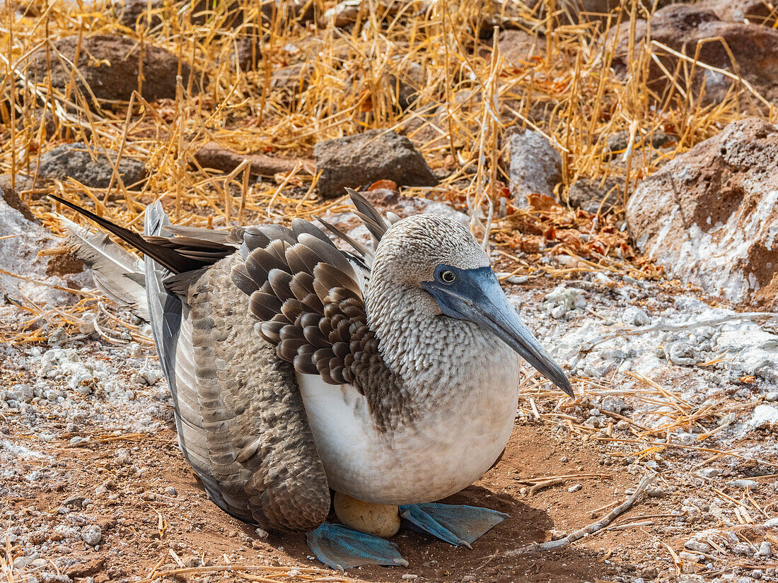 Adult Blue-footed booby (Sula nebouxii) on egg on North Seymour Island, Galapagos Islands, UNESCO World Heritage Site, Ecuador, South America