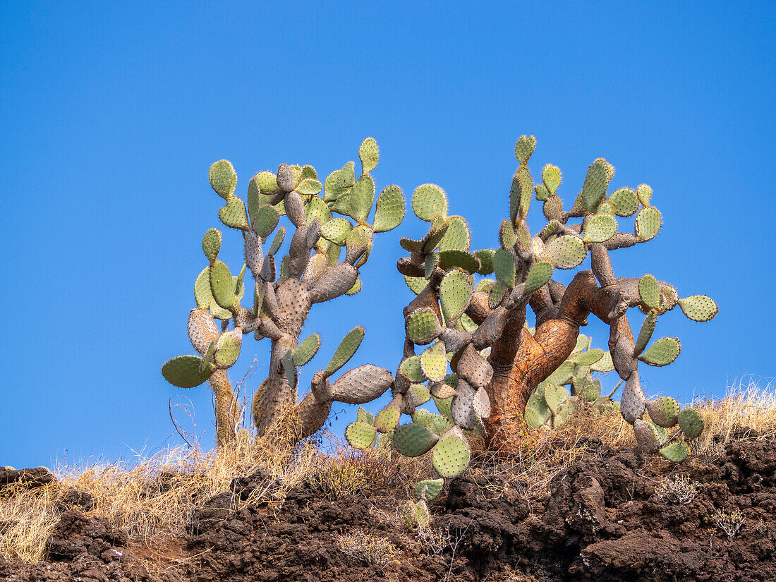 Opuntia Cactus (Opuntia galapageia), Buccaneer Cove, Santiago Island, Galapagos Islands, UNESCO World Heritage Site, Ecuador, South America