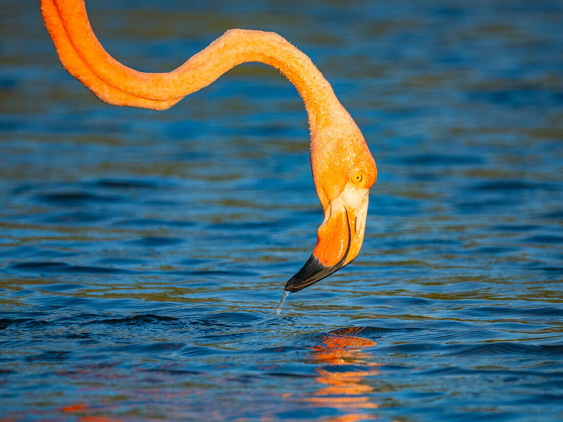 Erwachsener Amerikanischer Flamingo (Phoenicopterus ruber) beim Fressen von Artesmia-Garnelen, Insel Rabida, Galapagos-Inseln, UNESCO-Welterbe, Ecuador, Südamerika