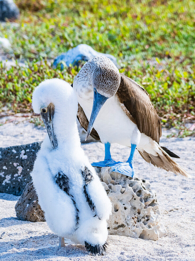 Adult Blue-footed booby (Sula nebouxii) with chick on North Seymour Island, Galapagos Islands, UNESCO World Heritage Site, Ecuador, South America