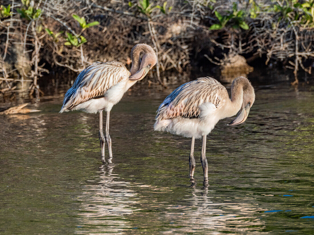 A pair of American flamingo (Phoenicopterus ruber) feeding on artesmia shrimp, Rabida Island, Galapagos Islands, UNESCO World Heritage Site, Ecuador, South America