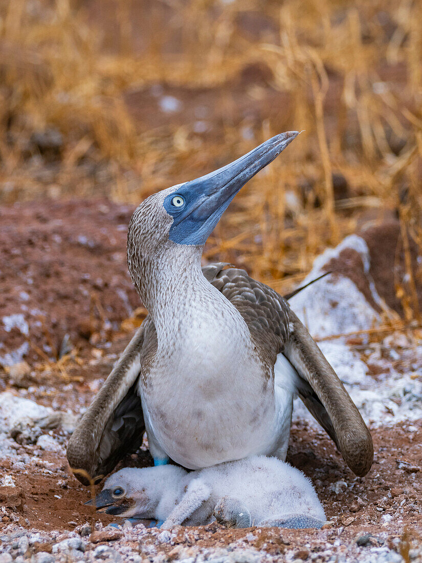 Ausgewachsener Blaufußtölpel (Sula nebouxii) mit Küken auf der Nordseeinsel Seymour, Galapagos-Inseln, UNESCO-Welterbe, Ecuador, Südamerika