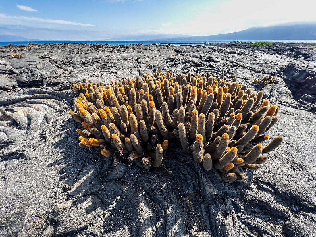 Lava cactus (Brachycereus nesioticus), in pahoehoe lava field on Fernandina Island, Galapagos Islands, UNESCO World Heritage Site, Ecuador, South America