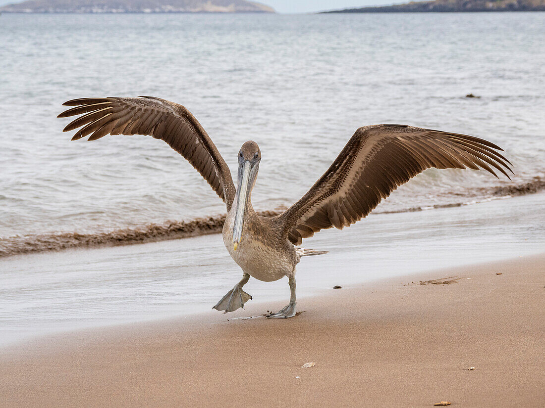 Juvenile brown pelican (Pelecanus occidentalis), in Buccaneer Cove, Santiago Island, Galapagos Islands, UNESCO World Heritage Site, Ecuador, South America