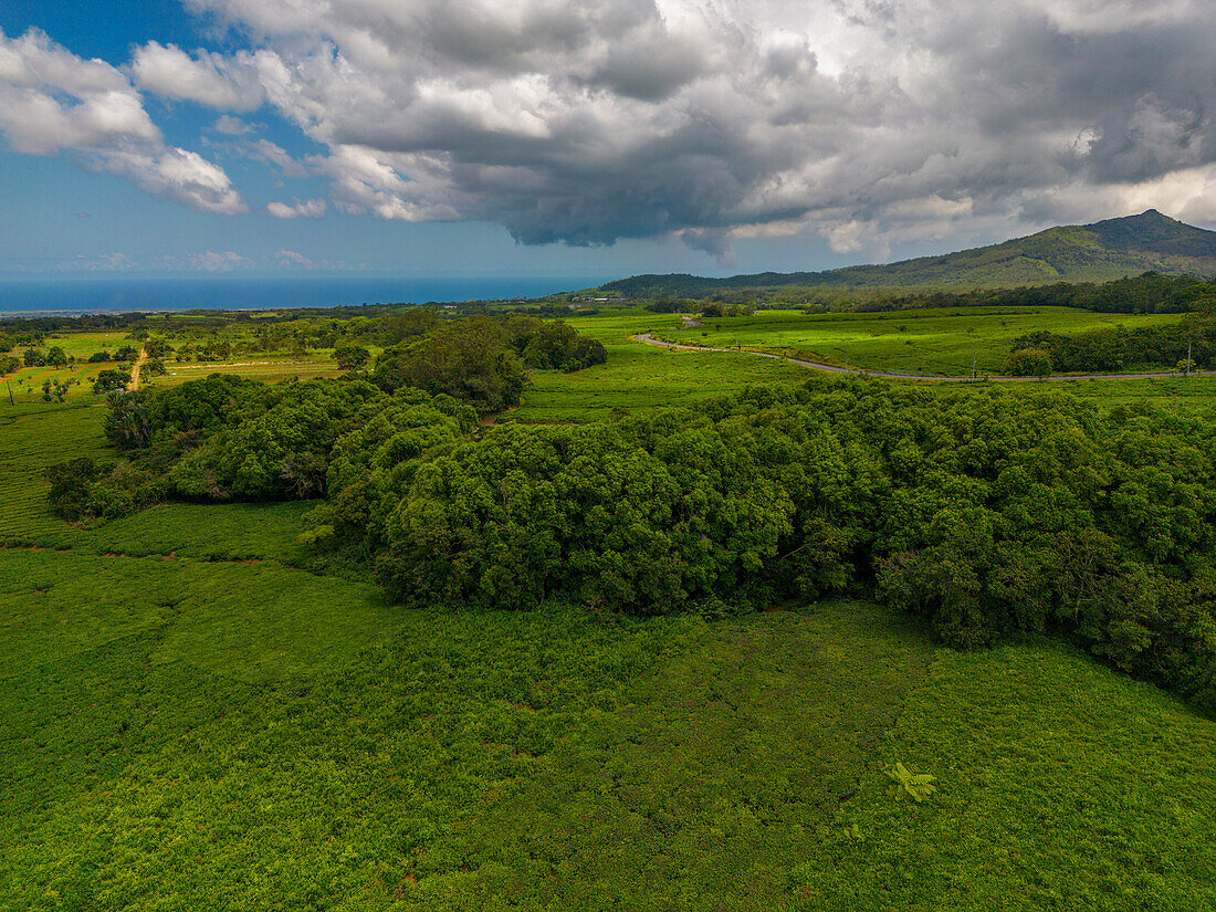 Luftaufnahme einer Teeplantage bei der Bois Cheri Tea Factory, Mauritius, Indischer Ozean, Afrika