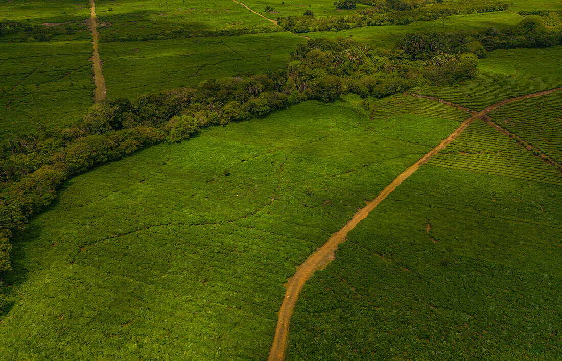 Luftaufnahme einer Teeplantage bei der Bois Cheri Tea Factory, Mauritius, Indischer Ozean, Afrika