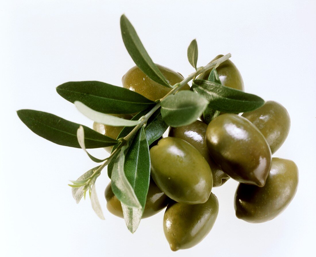 Fresh green olives and an olive branch