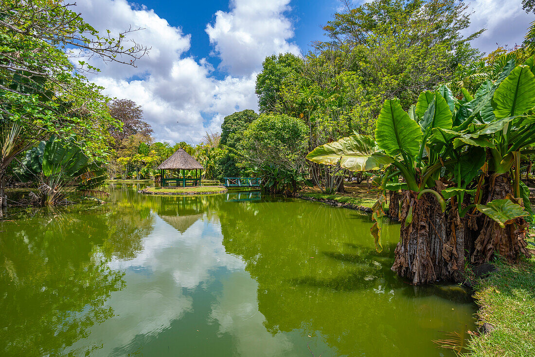 Blick auf Sir Seewoosagur Ramgoolam Botanischer Garten, Mauritius, Indischer Ozean, Afrika