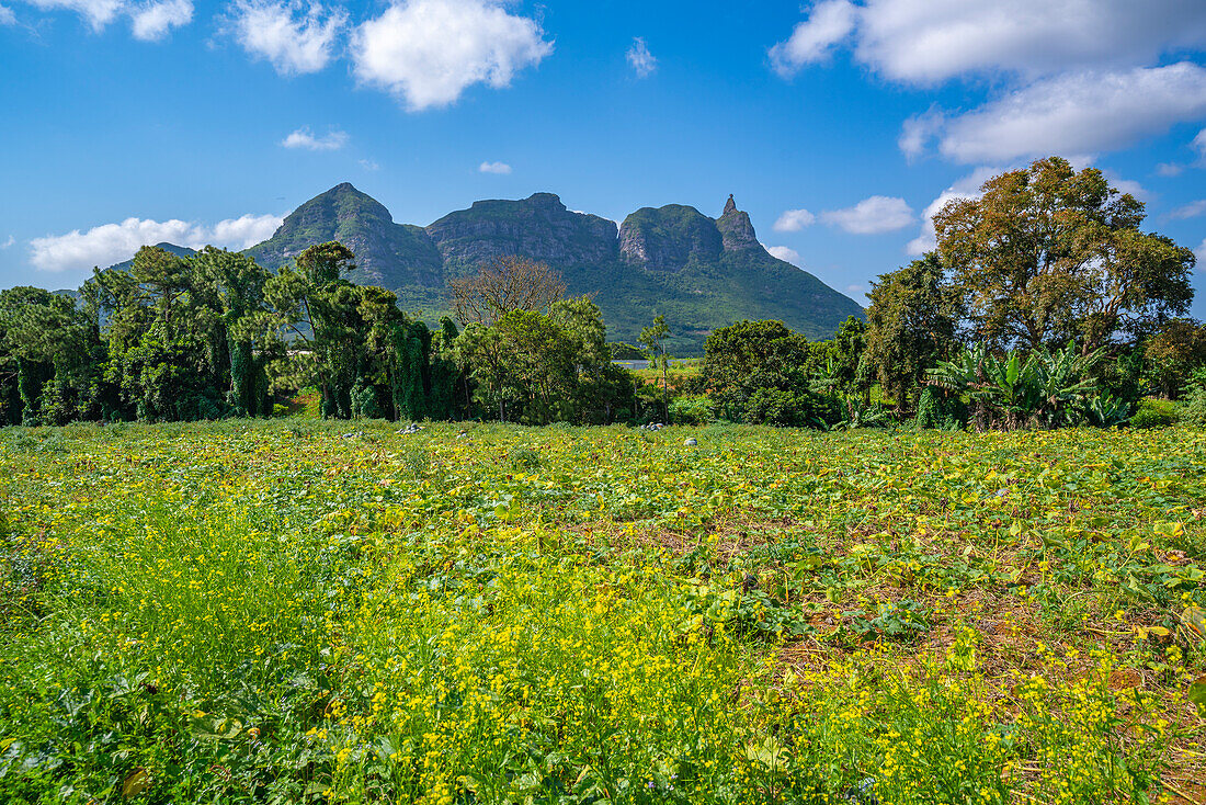 Blick auf Farmland und Berge in der Nähe von Ripailles, Mauritius, Indischer Ozean, Afrika