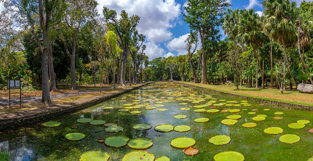 Blick auf den Riesenseerosenteich im Botanischen Garten Sir Seewoosagur Ramgoolam, Mauritius, Indischer Ozean, Afrika
