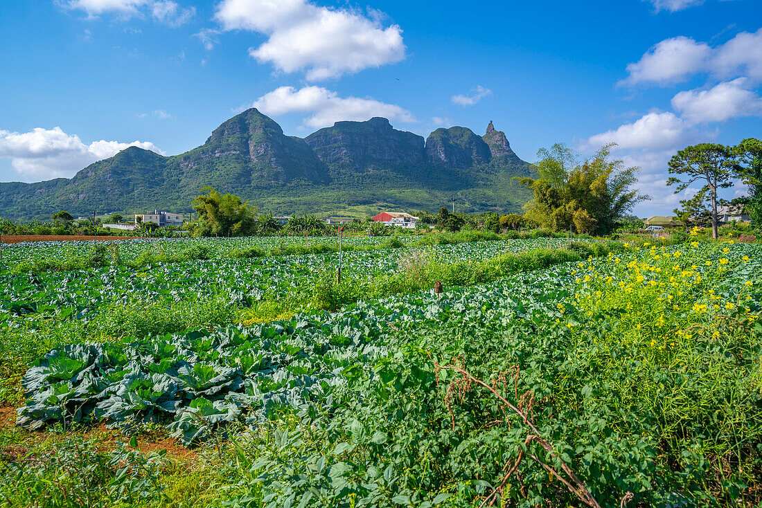 Blick auf Farmland und Berge in der Nähe von Ripailles, Mauritius, Indischer Ozean, Afrika