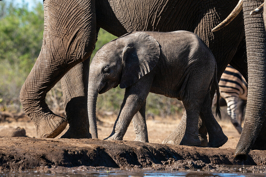 Afrikanischer Elefant (Loxodonta africana), Kalb am Wasserloch, Mashatu-Wildreservat, Botsuana, Afrika