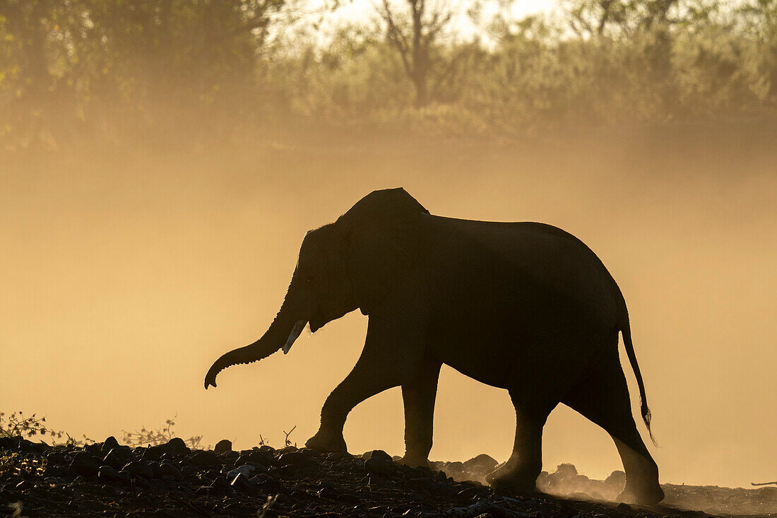 Afrikanischer Elefant (Loxodonta africana) in Silhouette, Mashatu-Wildreservat, Botsuana, Afrika