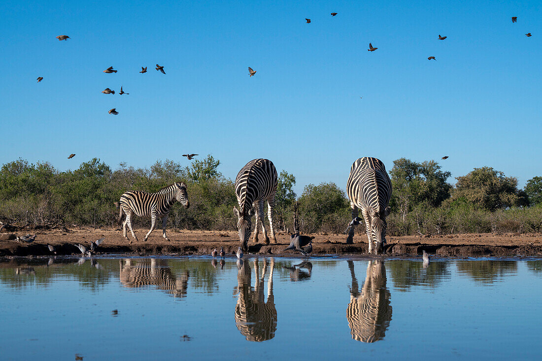 Plains zebras (Equus quagga) drinking at waterhole, Mashatu Game Reserve, Botswana, Africa