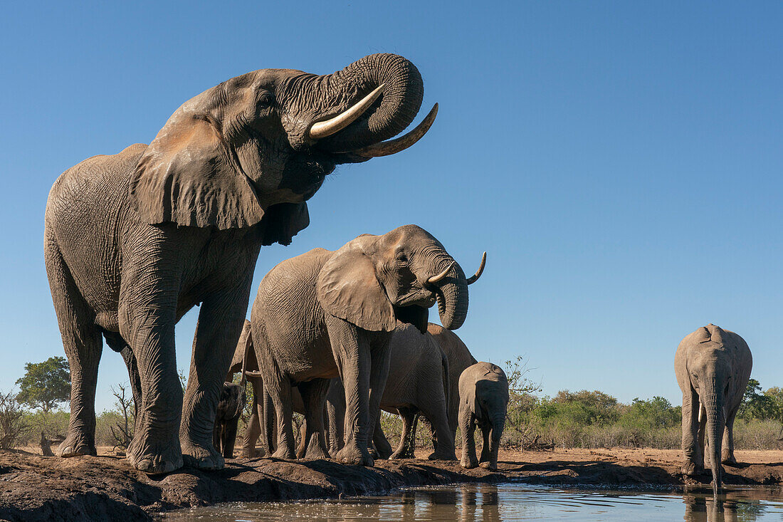 African elephants (Loxodonta africana) drinking at waterhole, Mashatu Game Reserve, Botswana, Africa