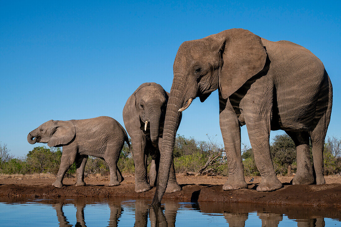 African elephants (Loxodonta africana) drinking at waterhole, Mashatu Game Reserve, Botswana, Africa