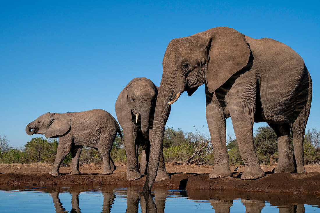 Afrikanischer Elefant (Loxodonta africana) trinkt am Wasserloch, Mashatu-Wildreservat, Botsuana, Afrika